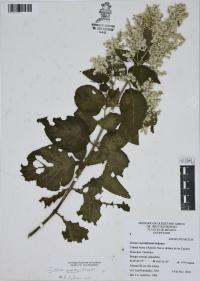 Iresine grandis image